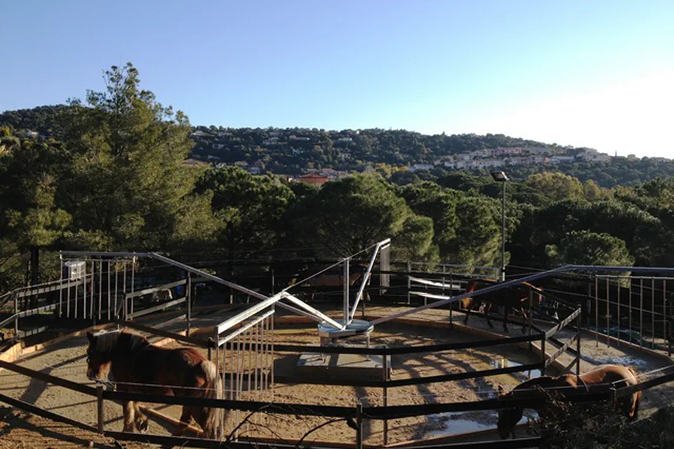 Marcheur pour chevaux au cœur du domaine