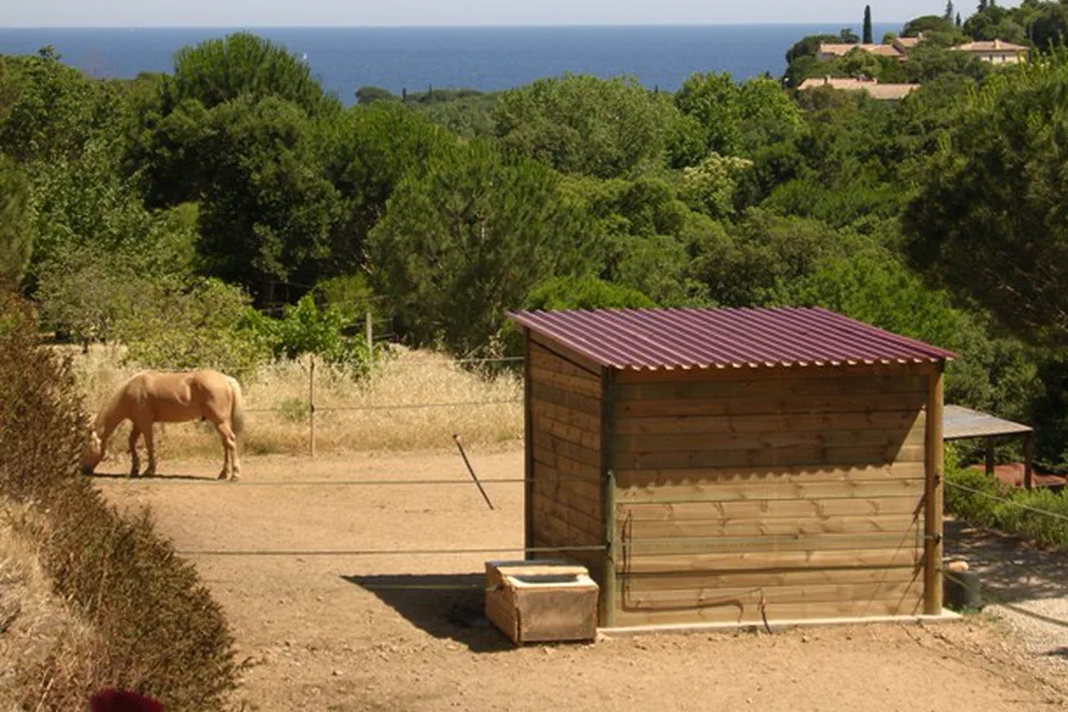 Cheval au paddock avec abri aux Écuries de l’Eau Blanche